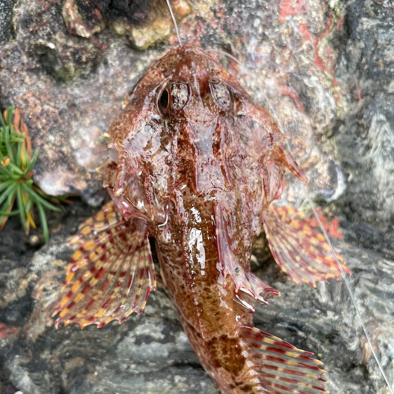 The most popular recent Longspined bullhead catch on Fishbrain