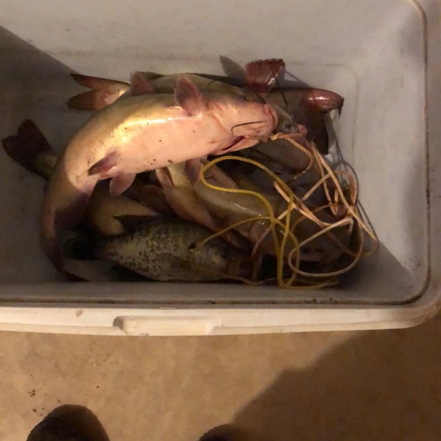 recently logged catches