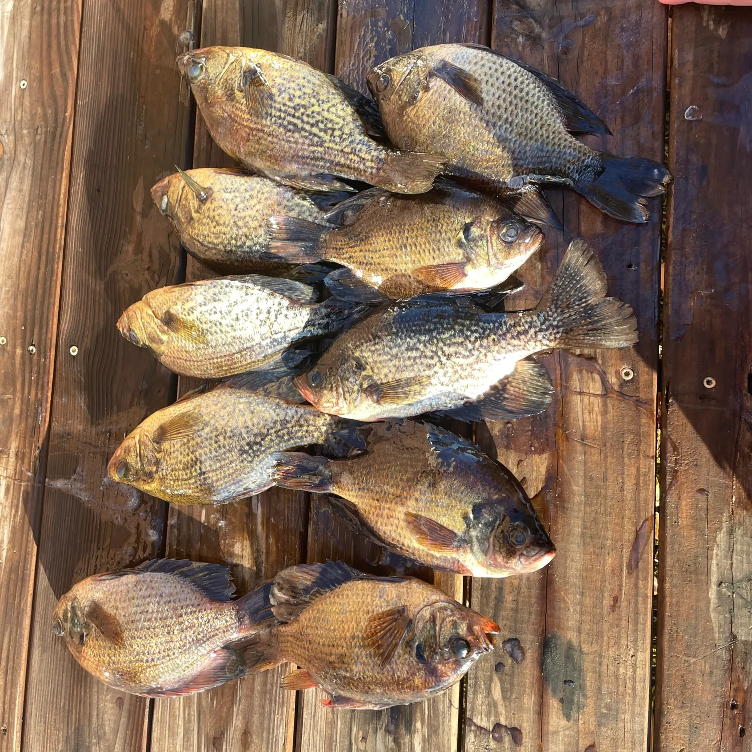 recently logged catches