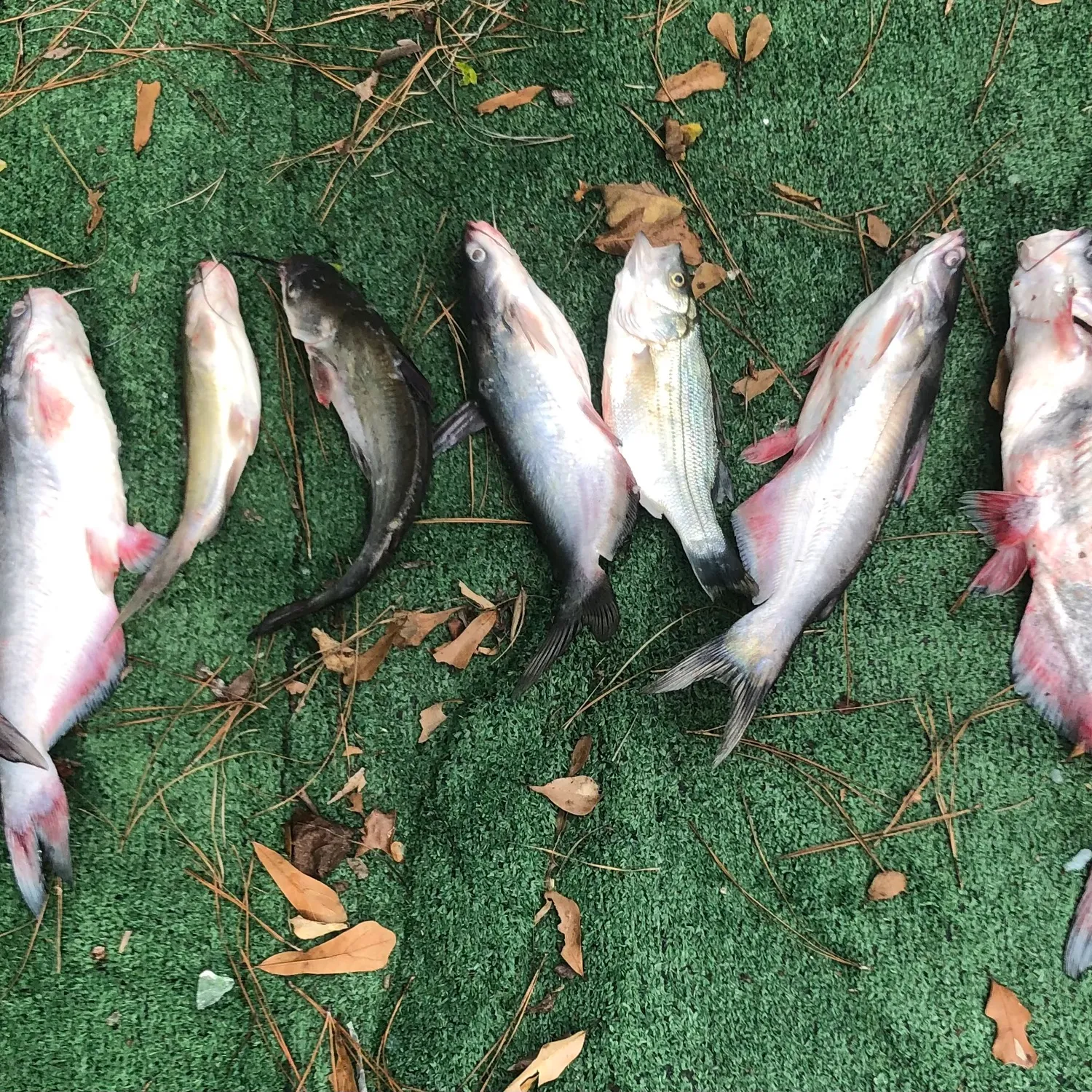 recently logged catches