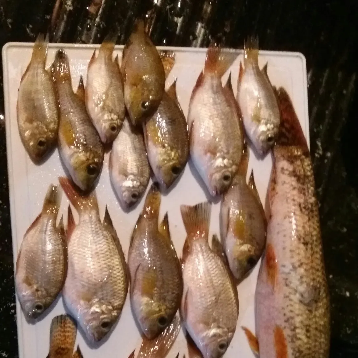 recently logged catches