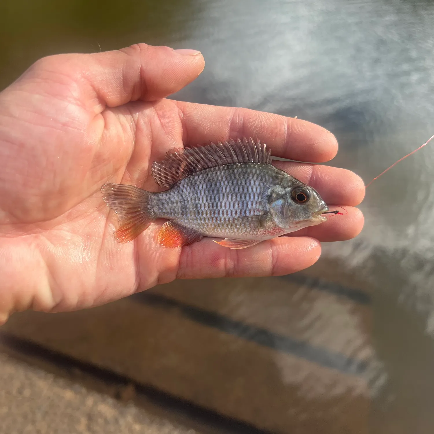 The most popular recent Redbreast tilapia catch on Fishbrain