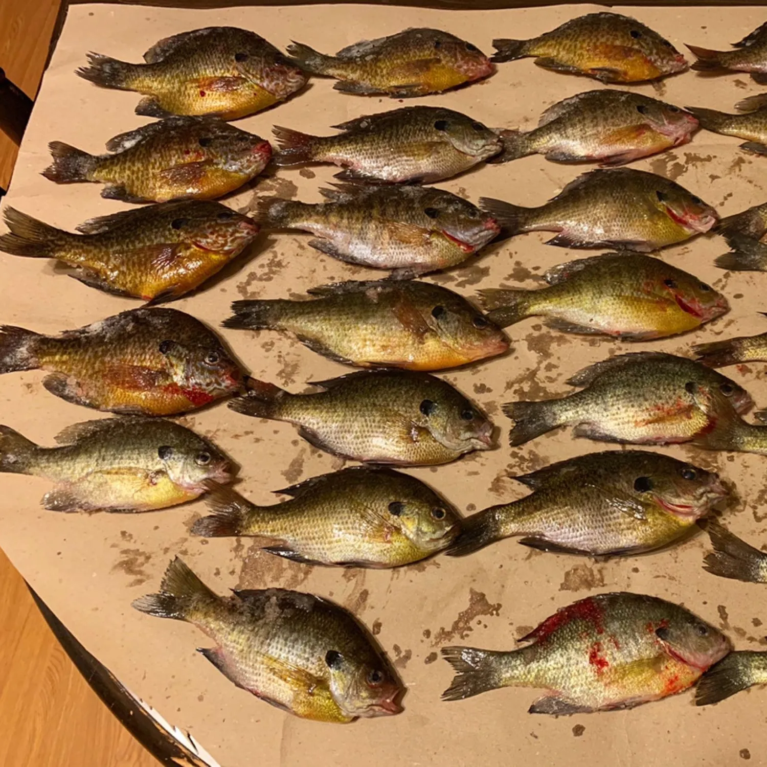 recently logged catches