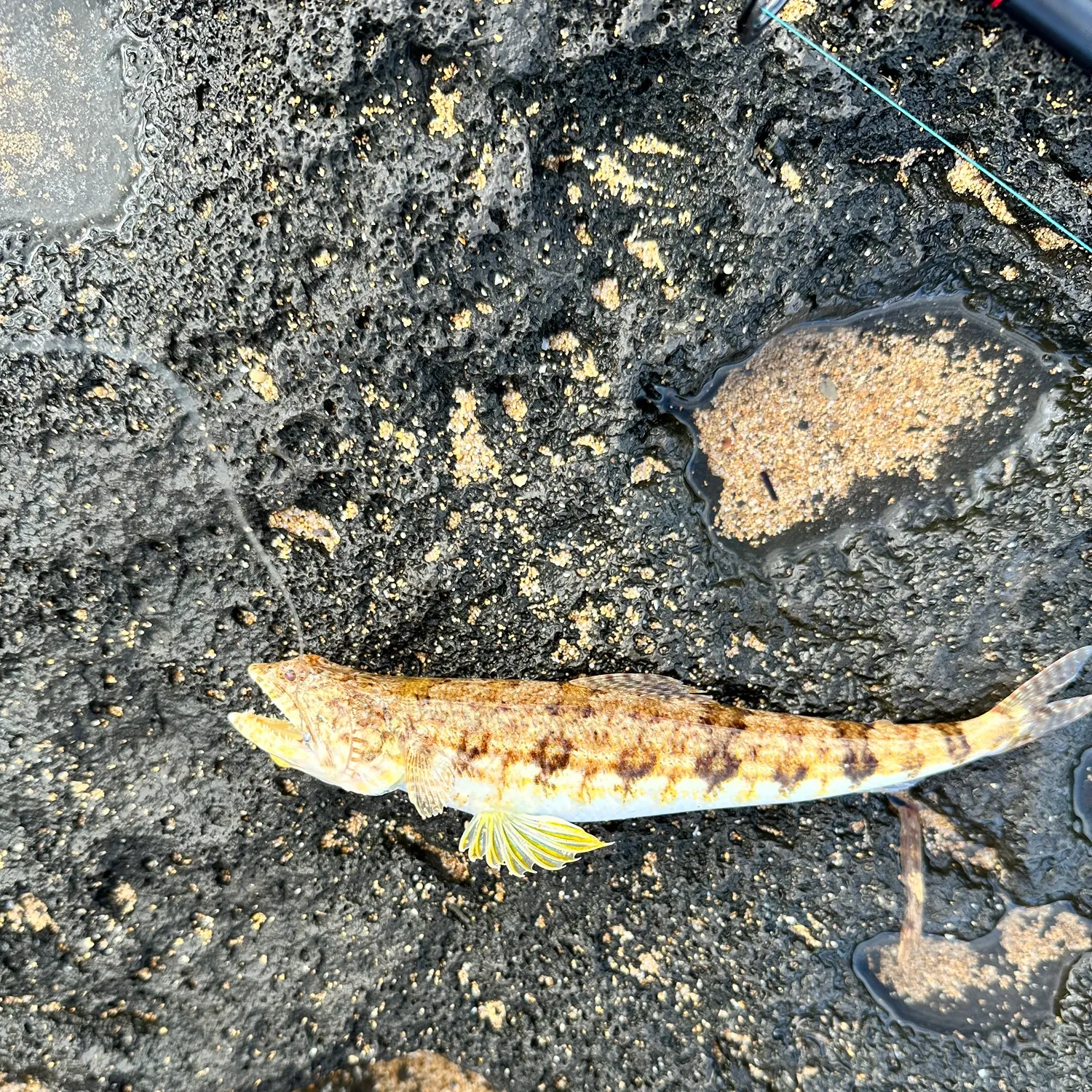 The most popular recent Variegated lizardfish catch on Fishbrain