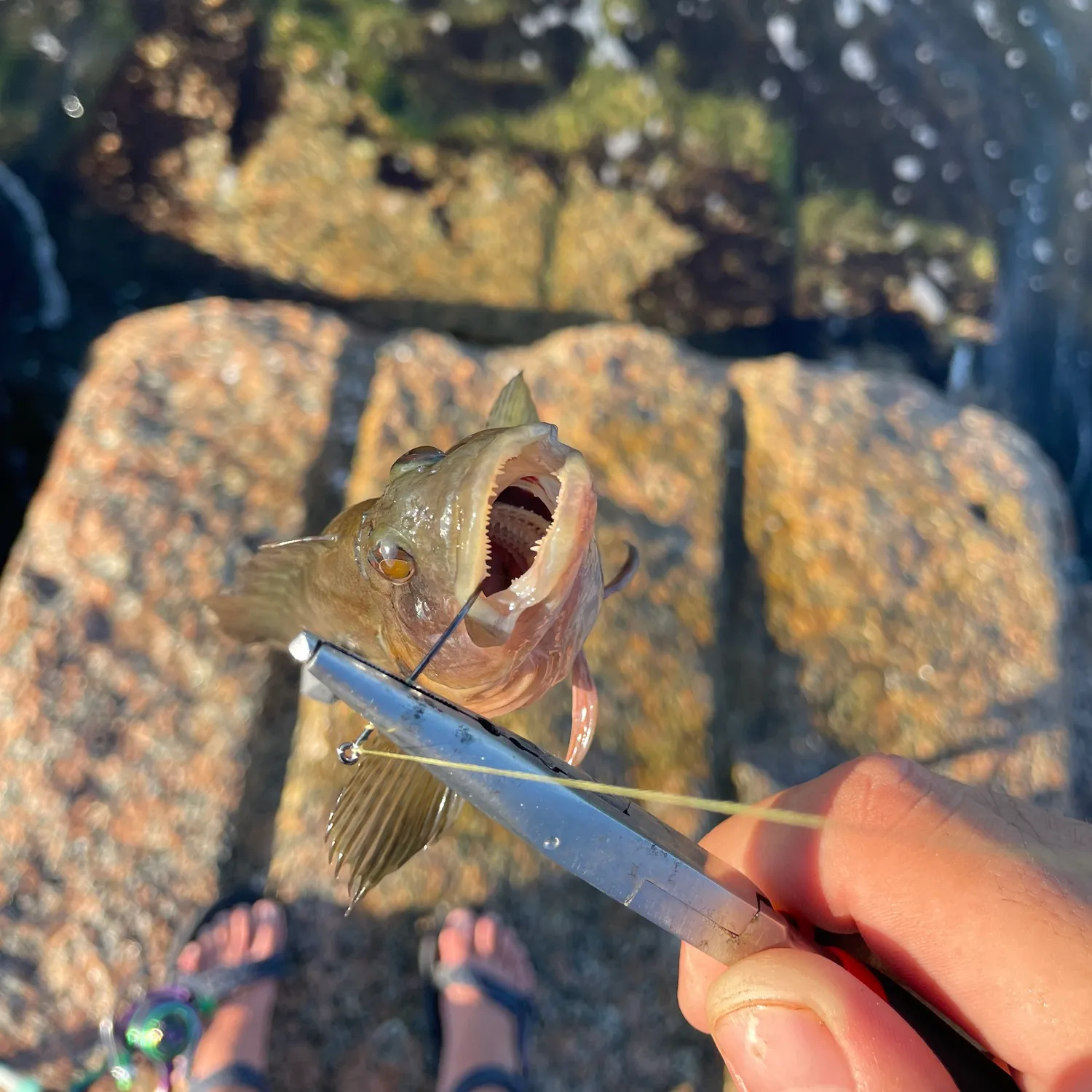 The most popular recent Red hind grouper catch on Fishbrain