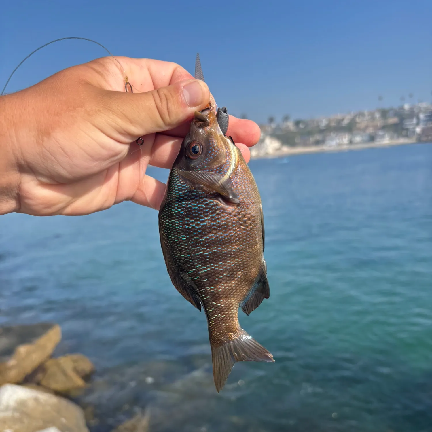 The most popular recent Black perch catch on Fishbrain