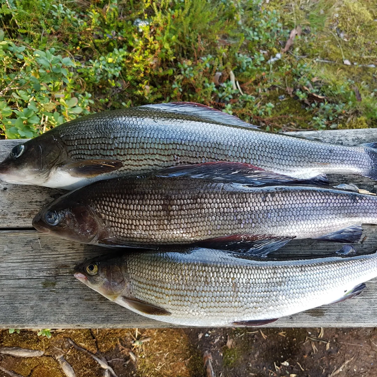 recently logged catches