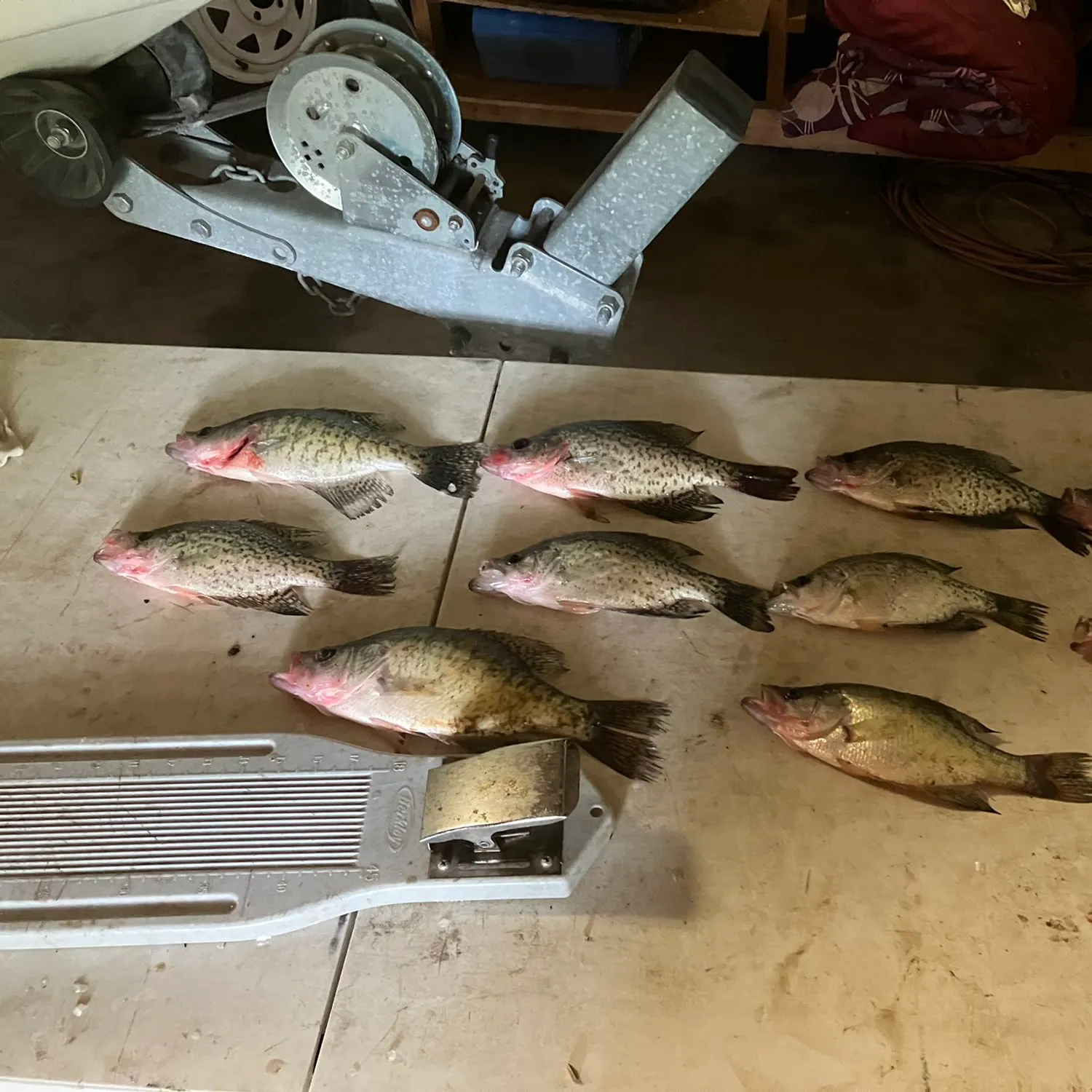 recently logged catches