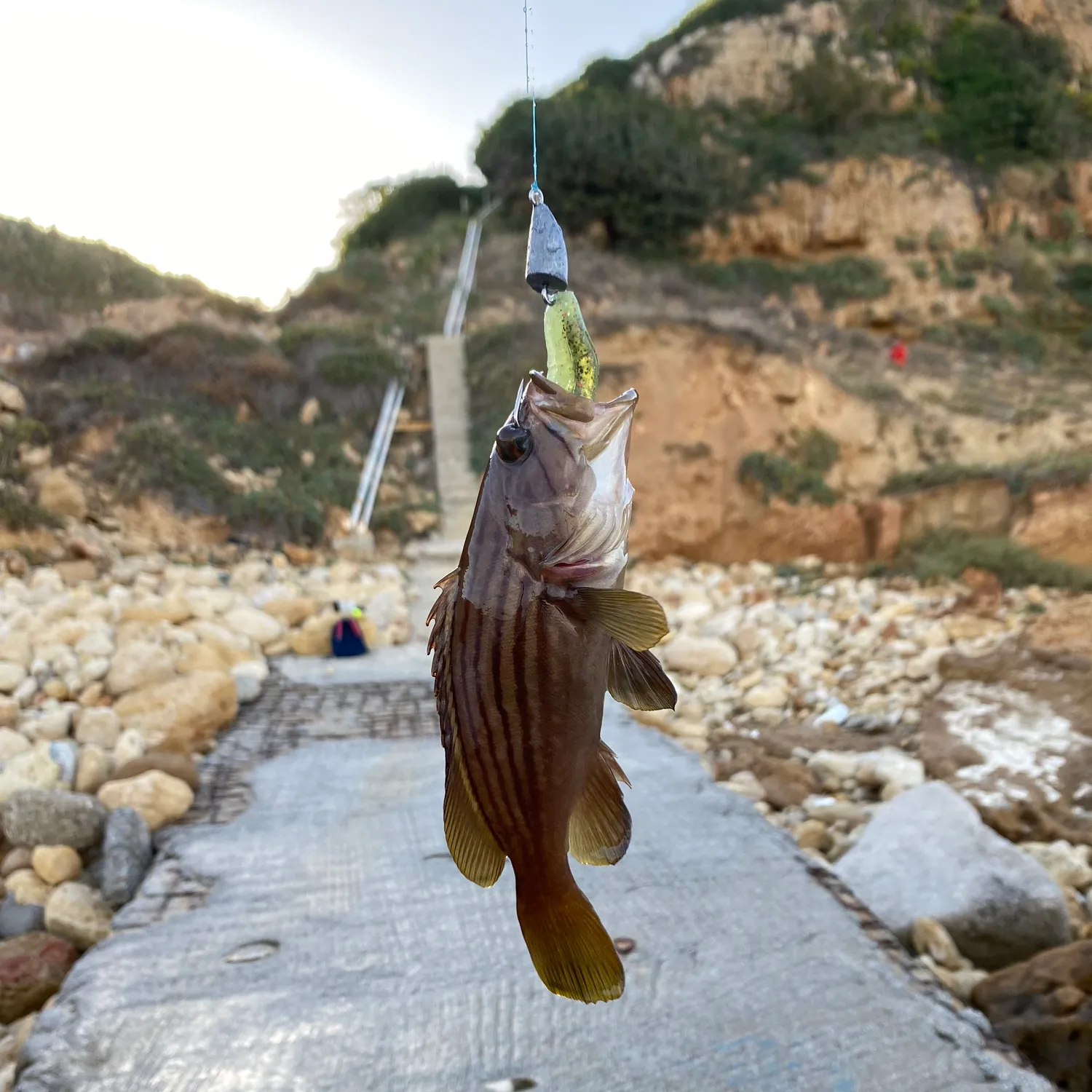 The most popular recent Golden grouper catch on Fishbrain