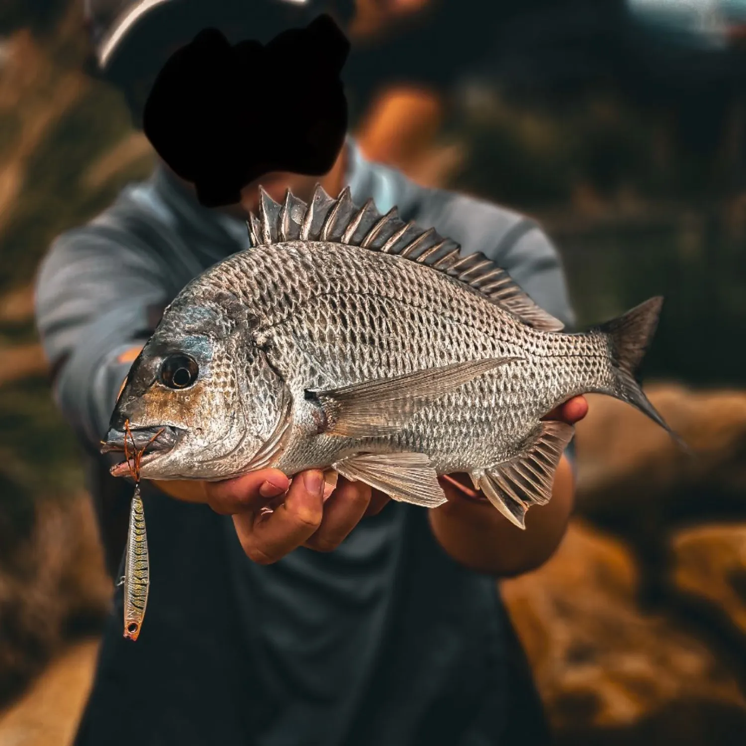 The most popular recent Surf bream catch on Fishbrain