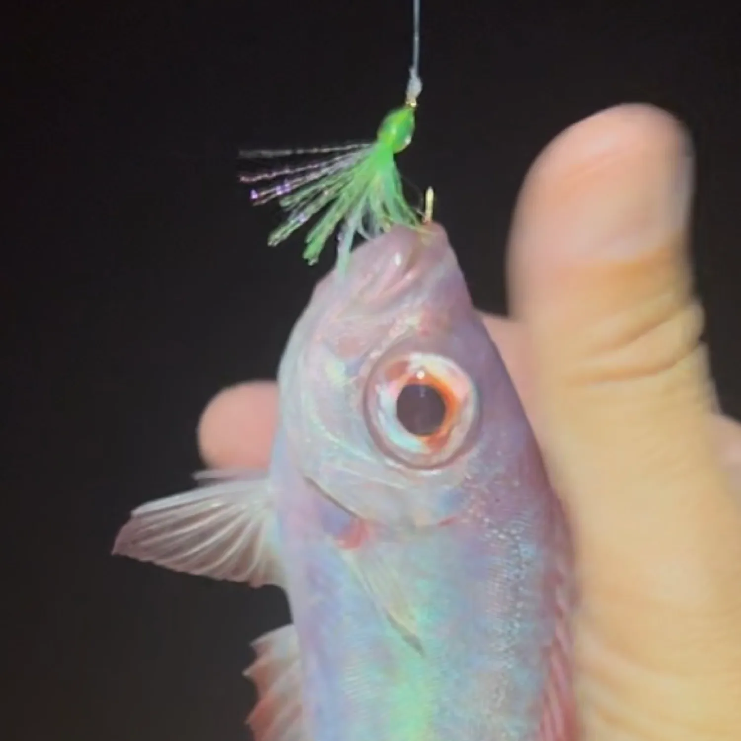 The most popular recent Hawaiian bigeye catch on Fishbrain