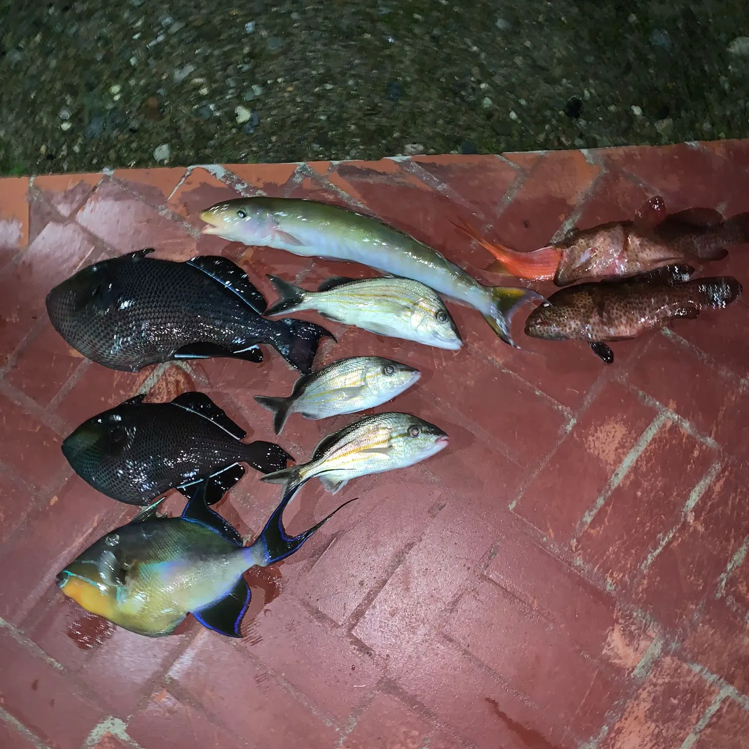 recently logged catches