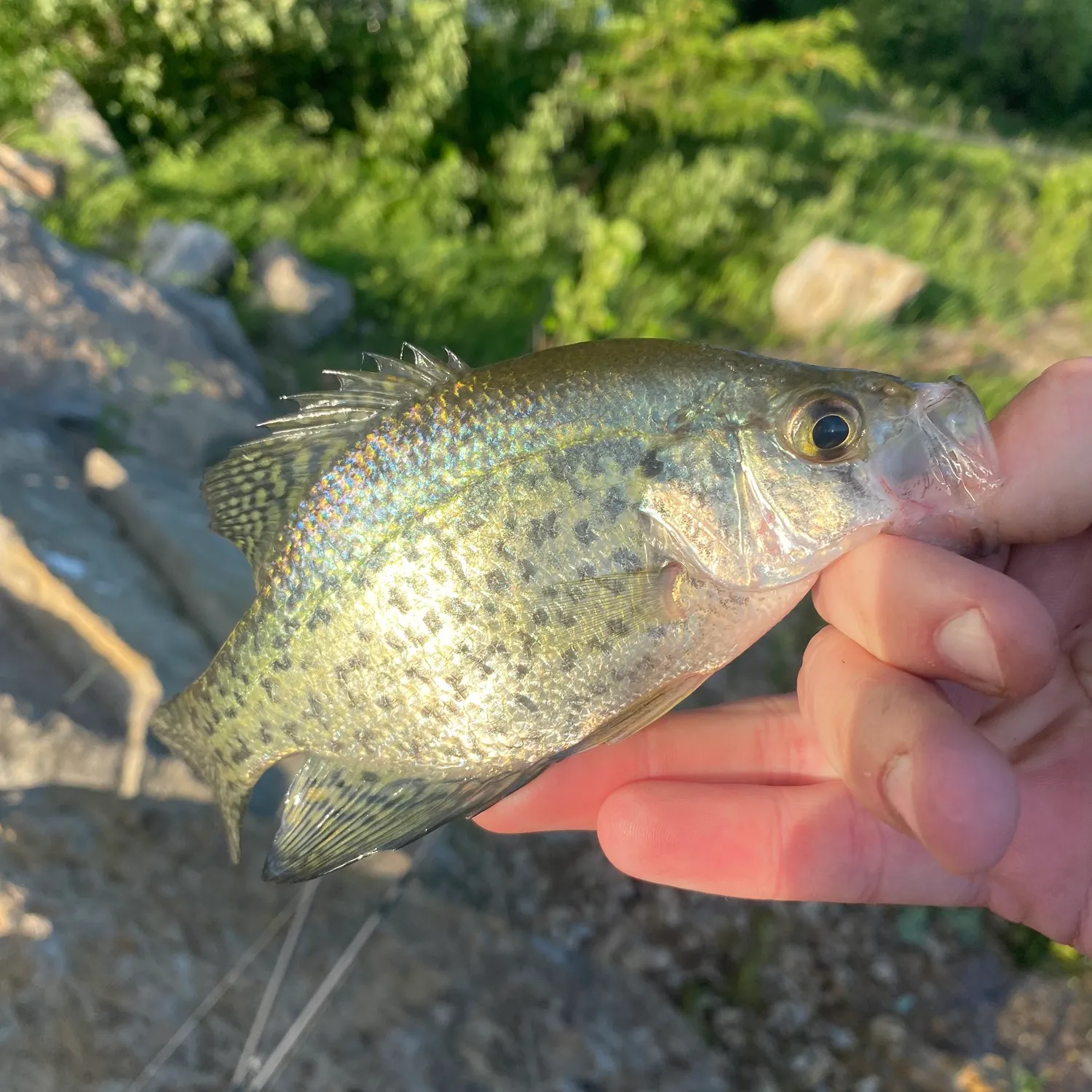 Fishing for White crappie near you