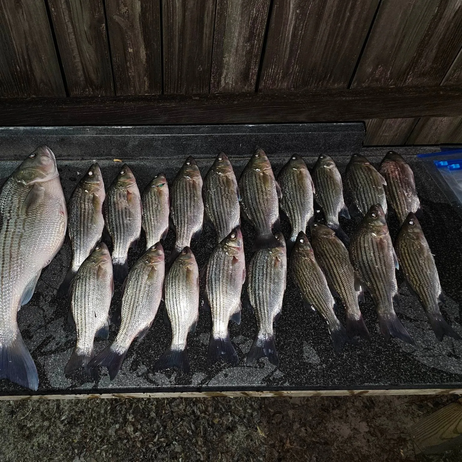 recently logged catches