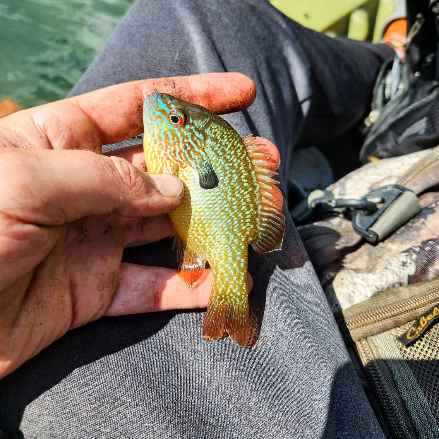 The most popular recent Longear sunfish catch on Fishbrain