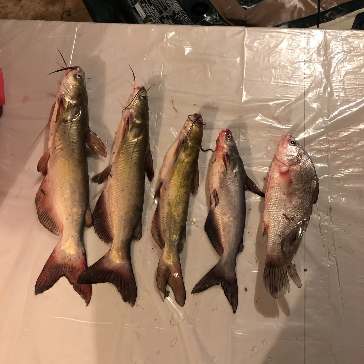 recently logged catches