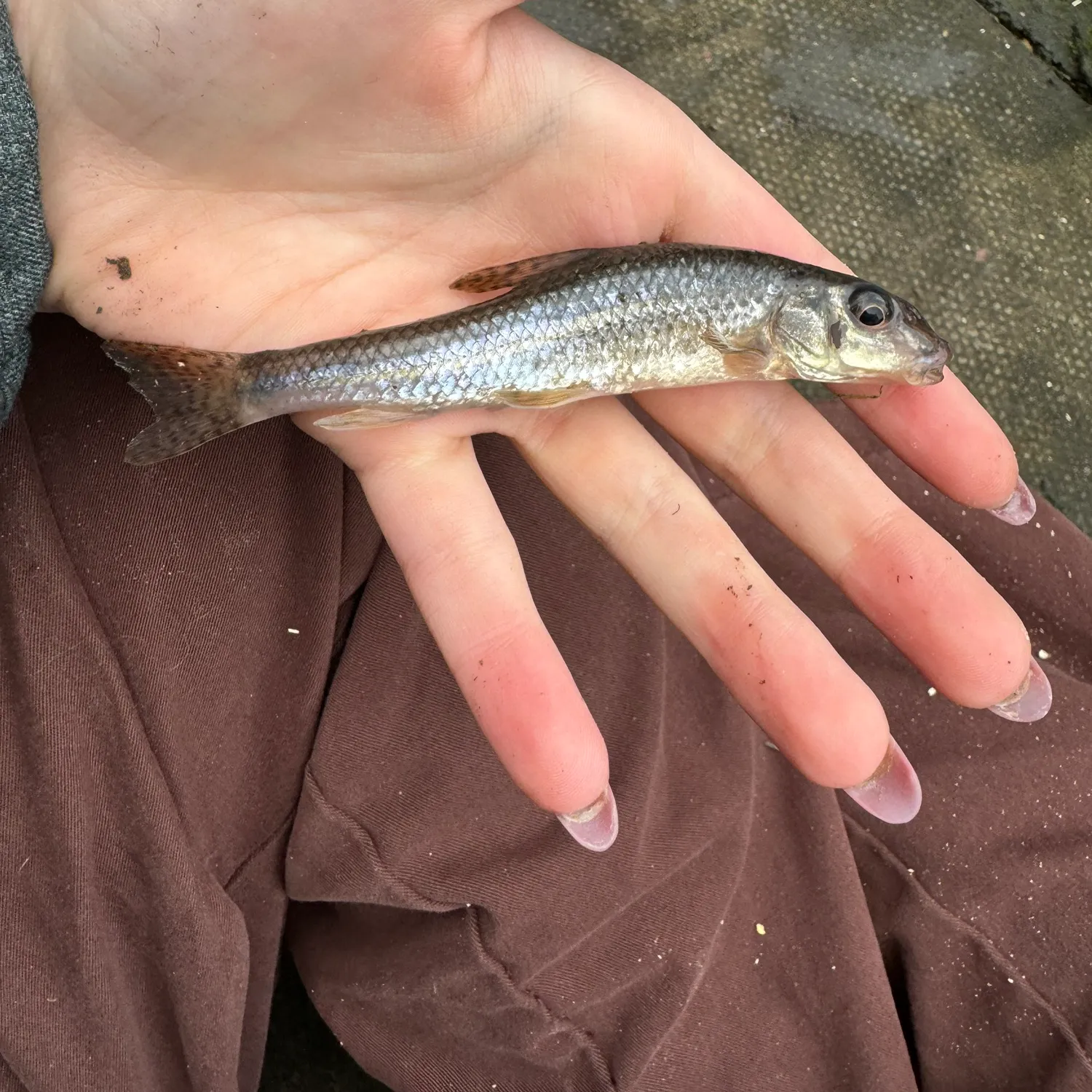 The most popular recent Gudgeon catch on Fishbrain