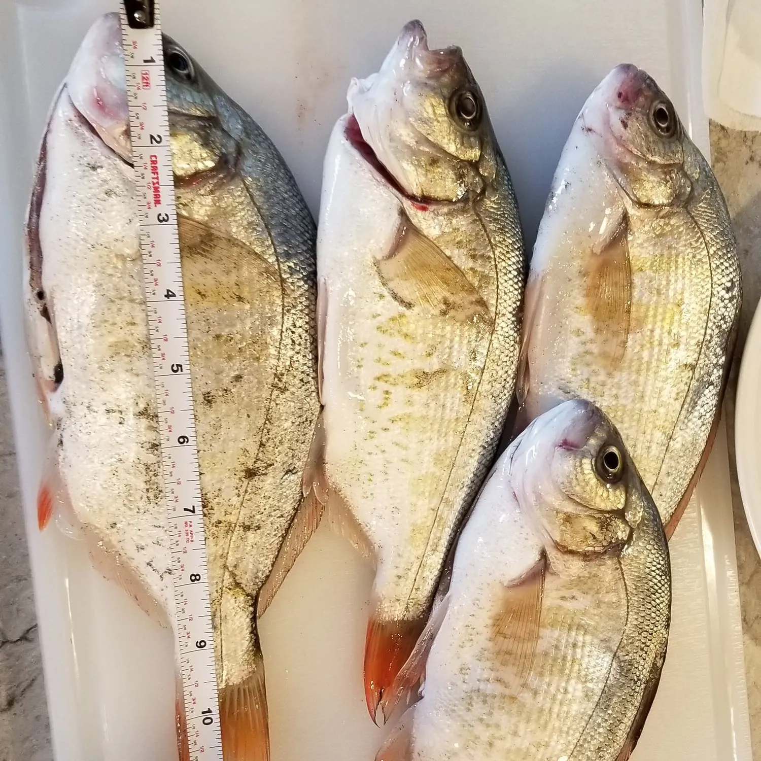 recently logged catches