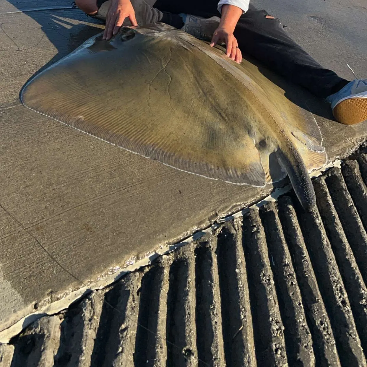 The most popular recent Cowtail stingray catch on Fishbrain