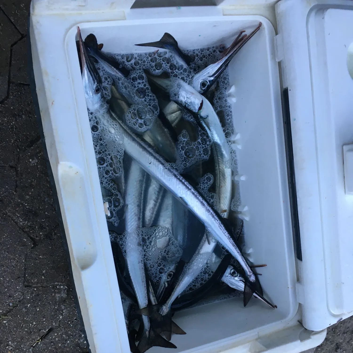 recently logged catches