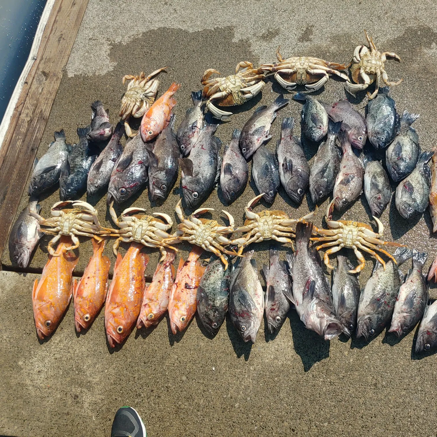 recently logged catches