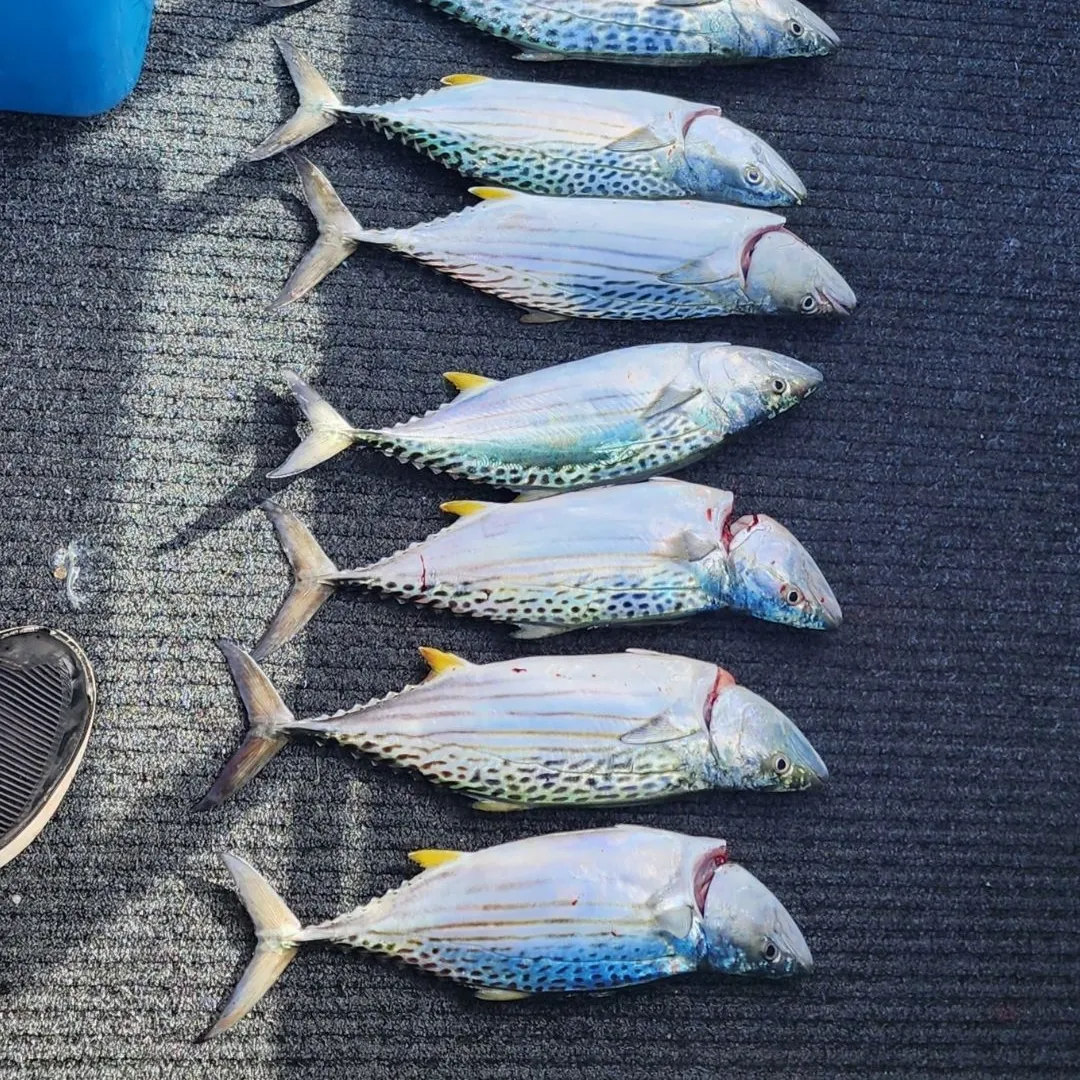 The most popular recent Leaping bonito catch on Fishbrain