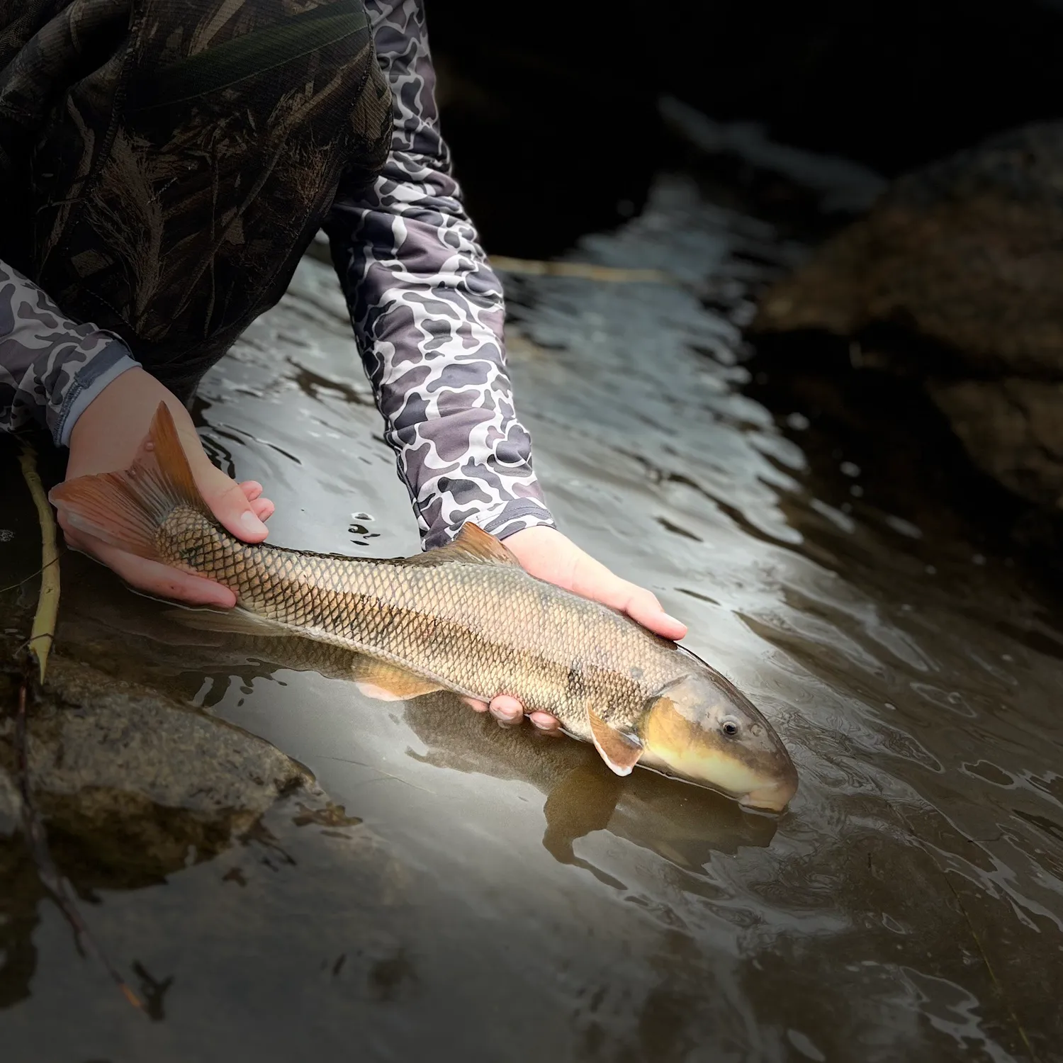 The most popular recent Utah sucker catch on Fishbrain