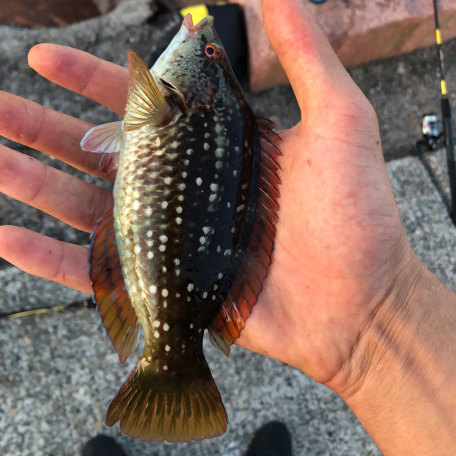 The most popular recent Goldsinny-wrasse catch on Fishbrain