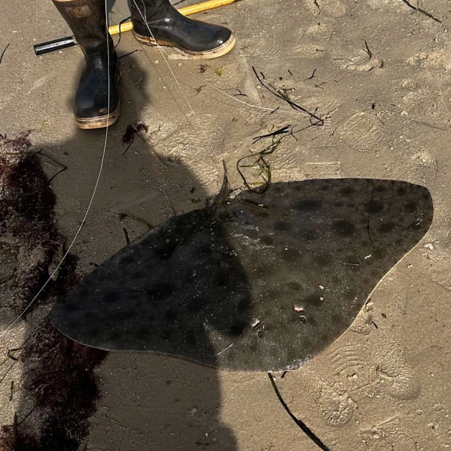 The most popular recent Spotted eagle ray catch on Fishbrain