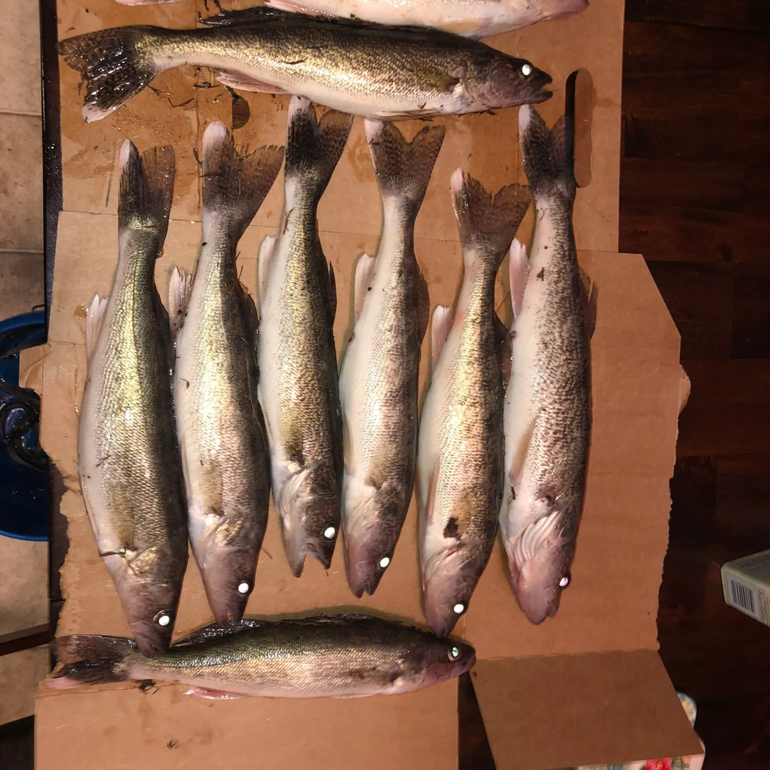 recently logged catches