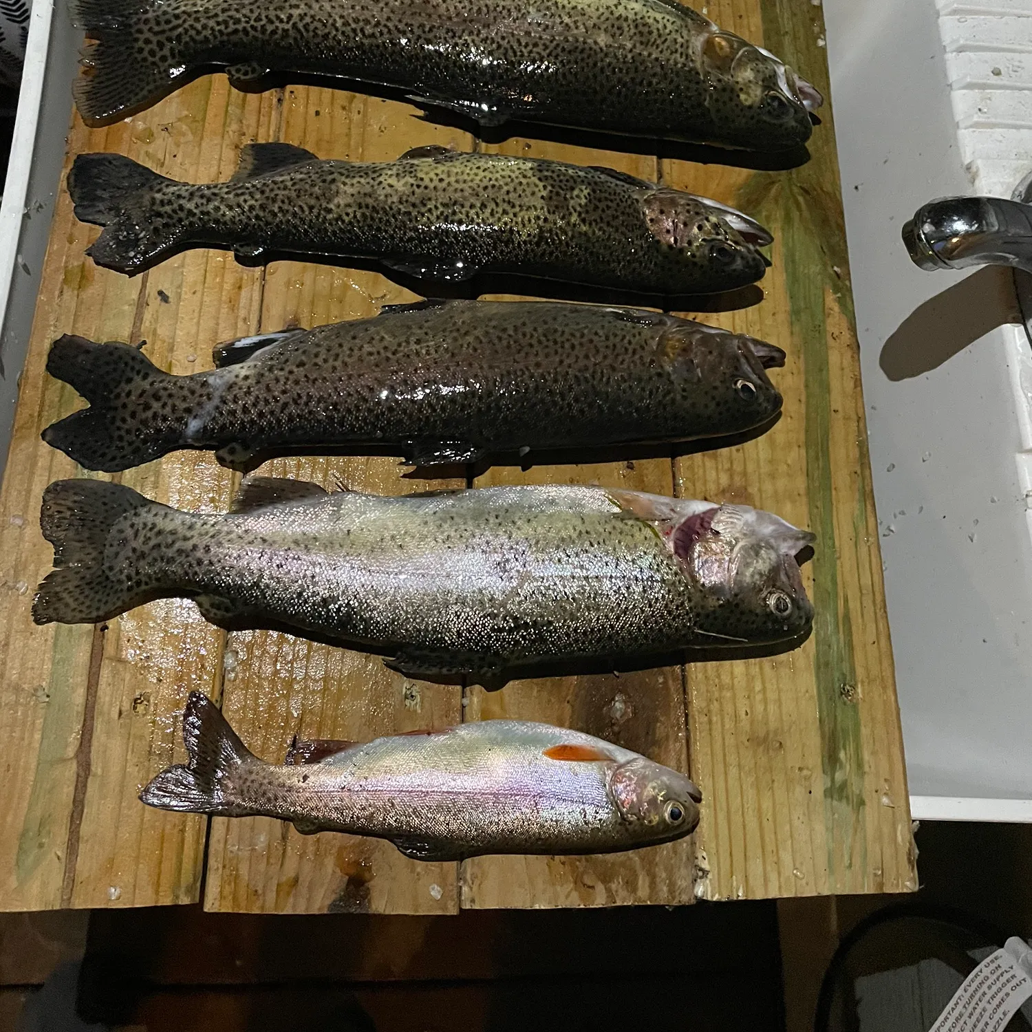 recently logged catches