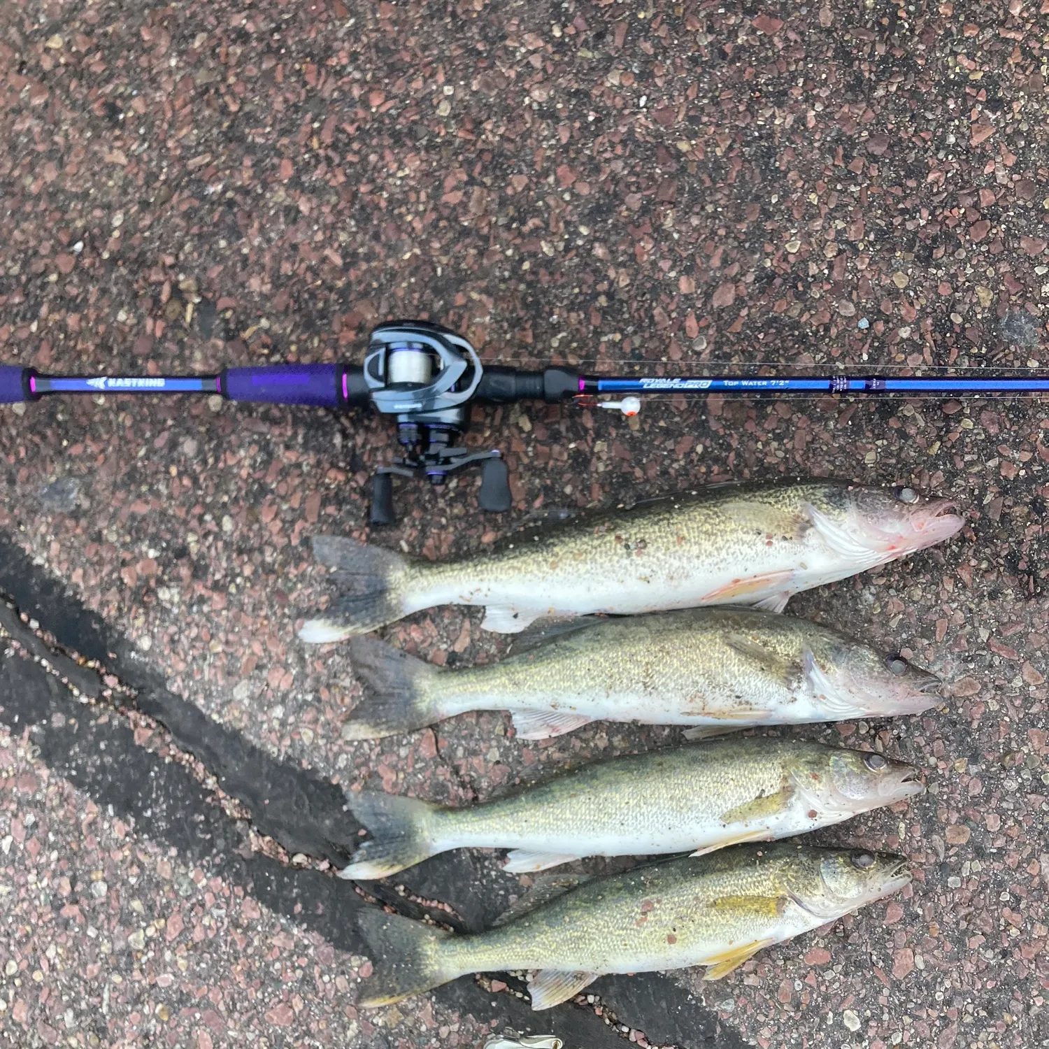 recently logged catches