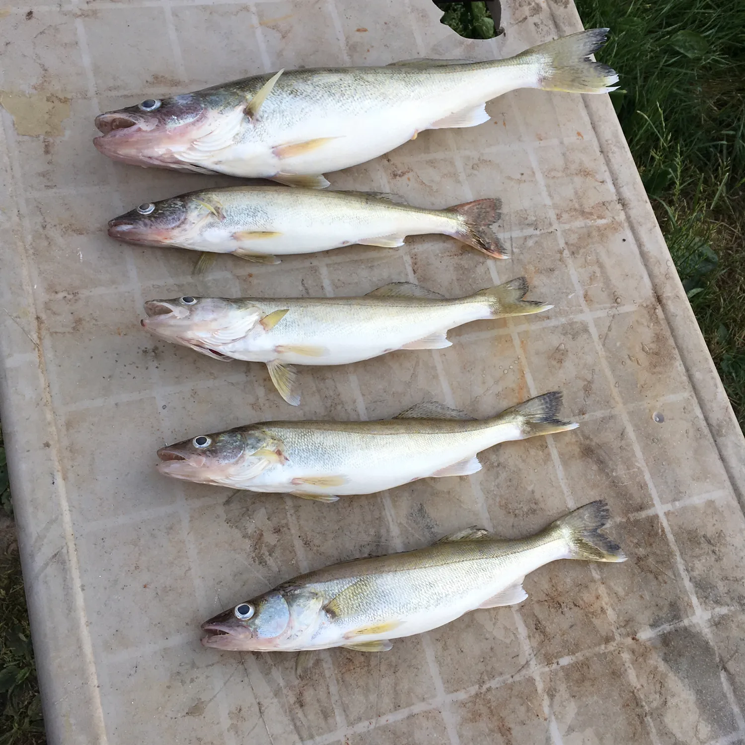 recently logged catches