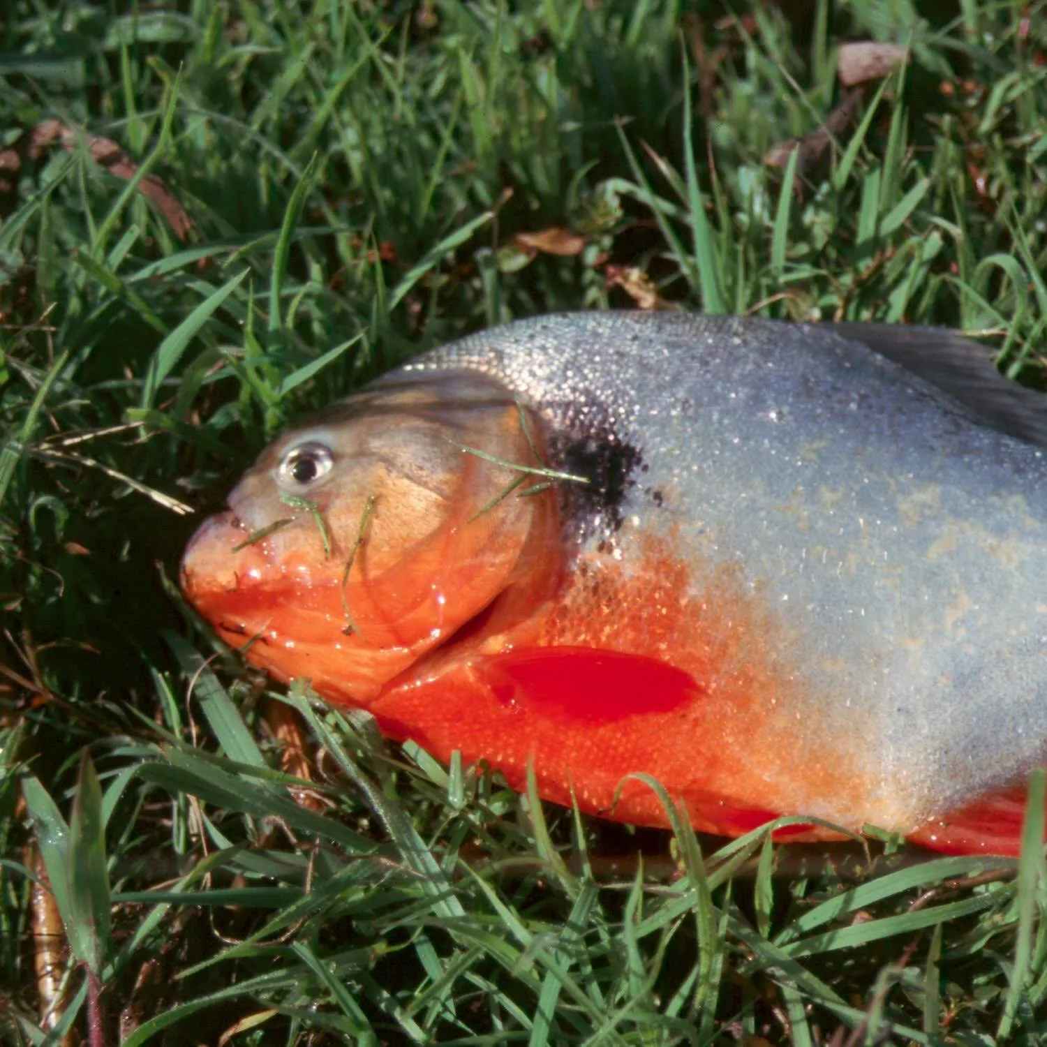 The most popular recent Red-bellied piranha catch on Fishbrain