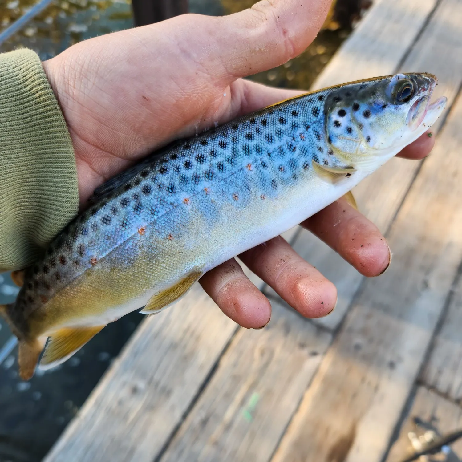 recently logged catches