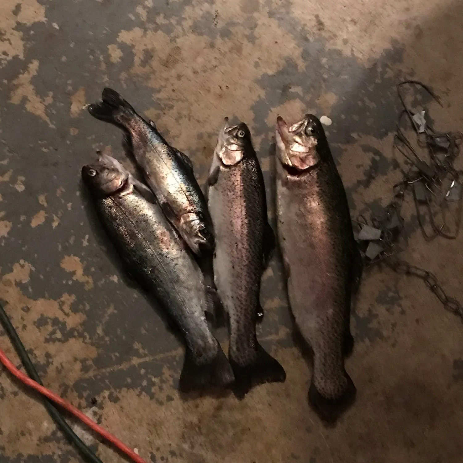 recently logged catches