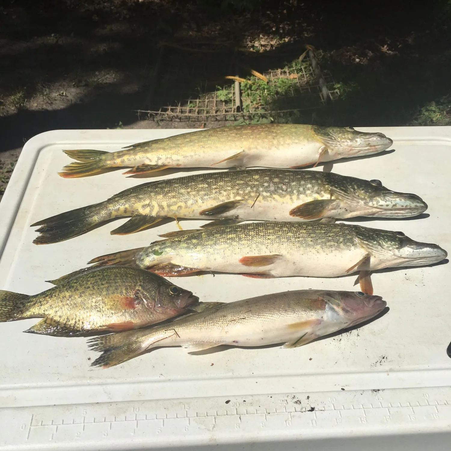 recently logged catches