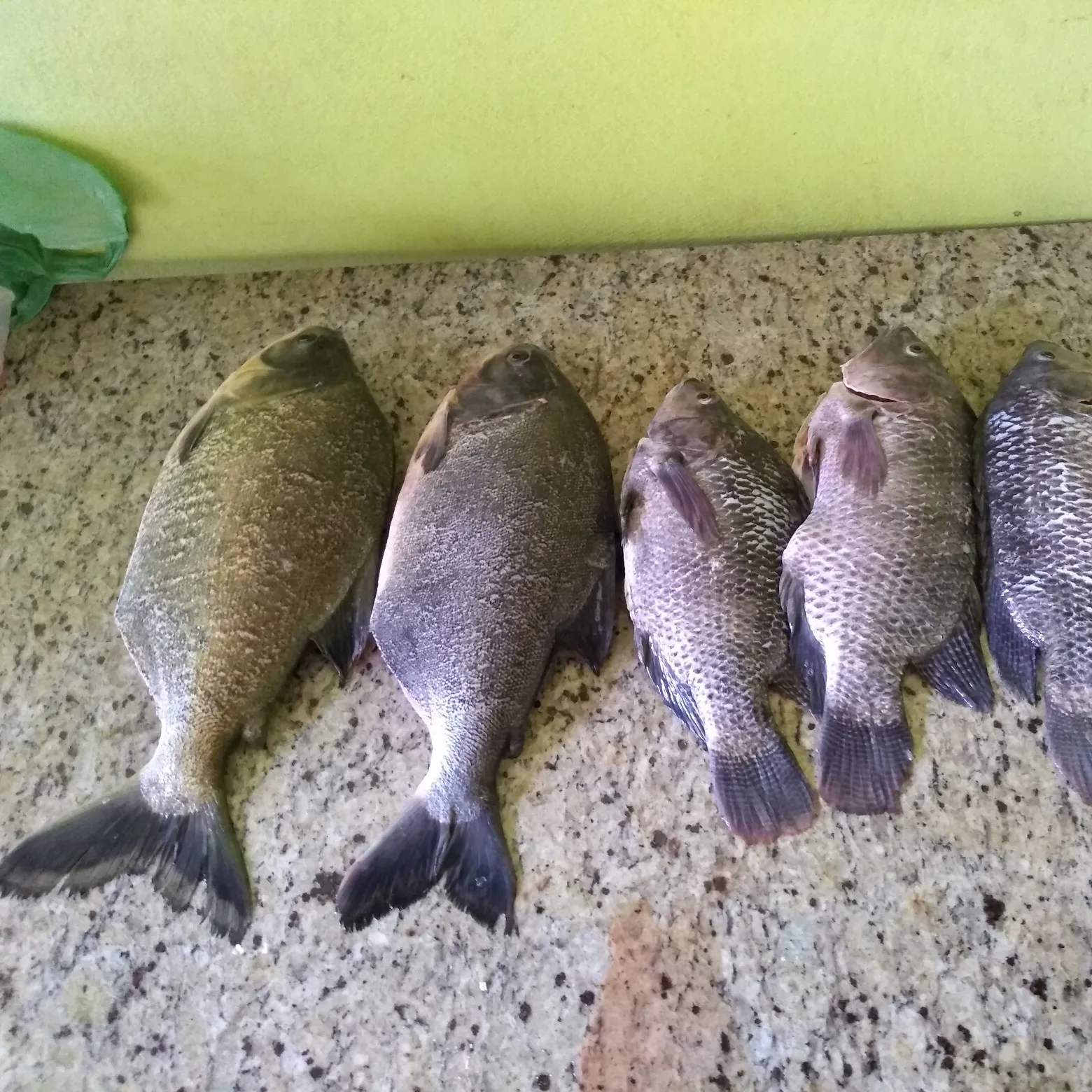 recently logged catches