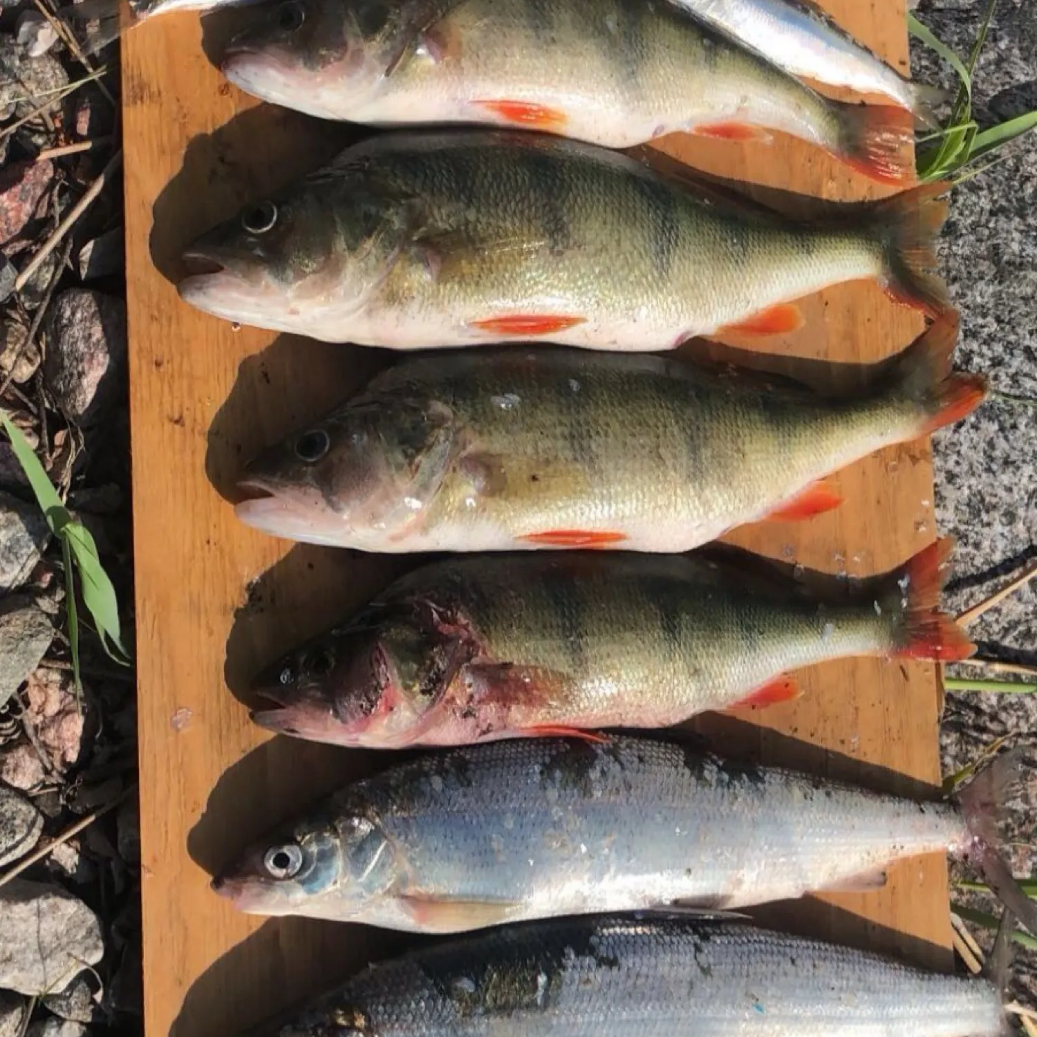 recently logged catches