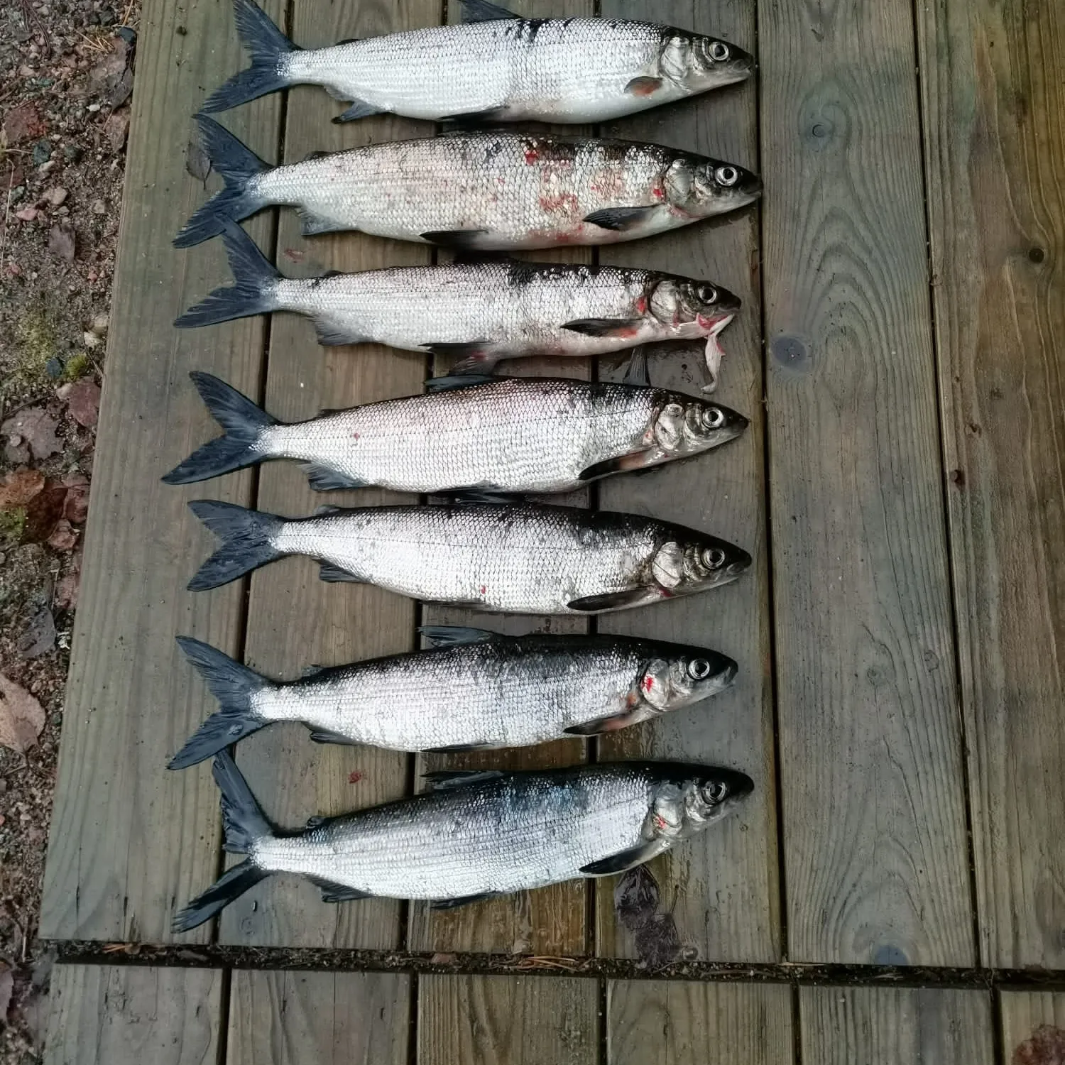 recently logged catches