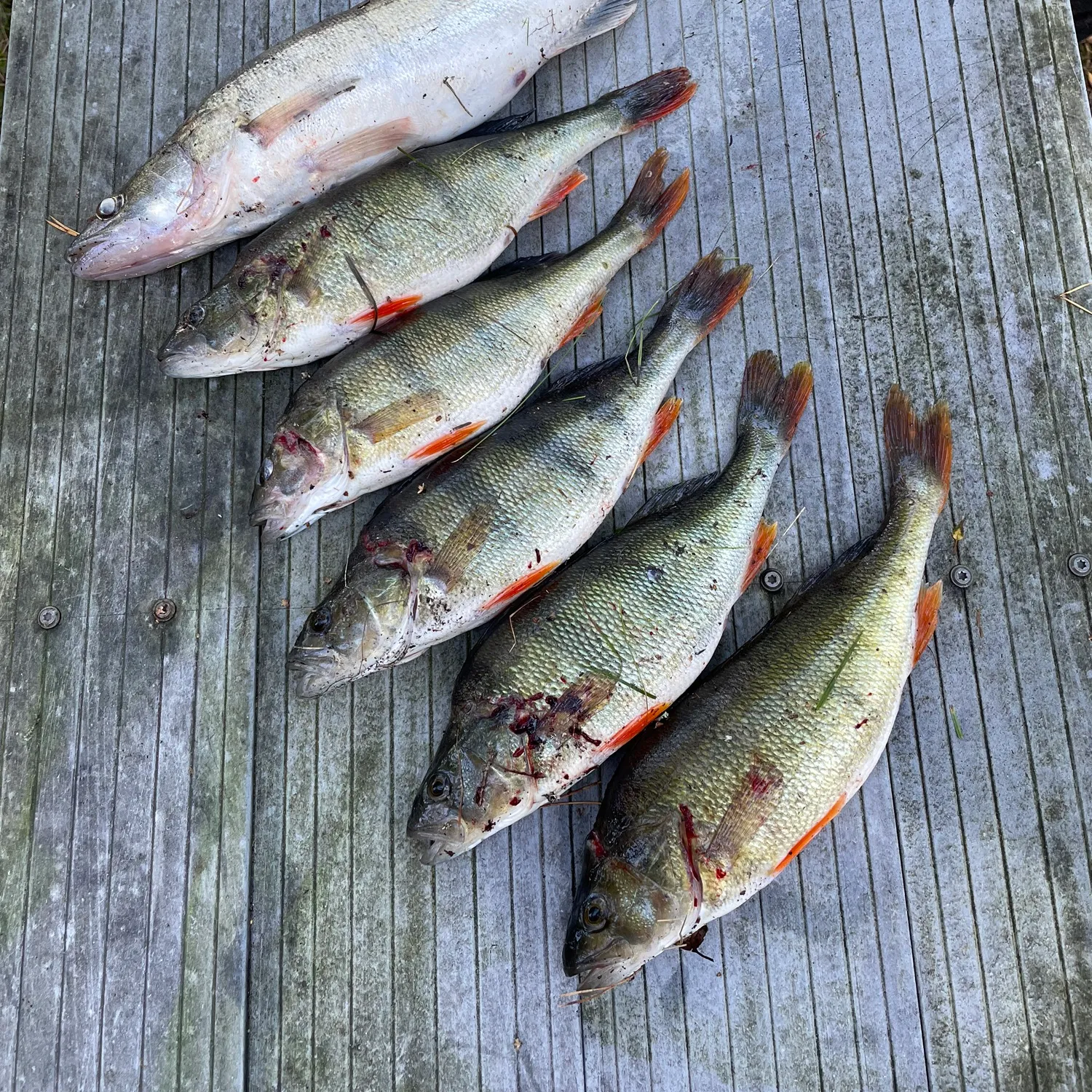 recently logged catches