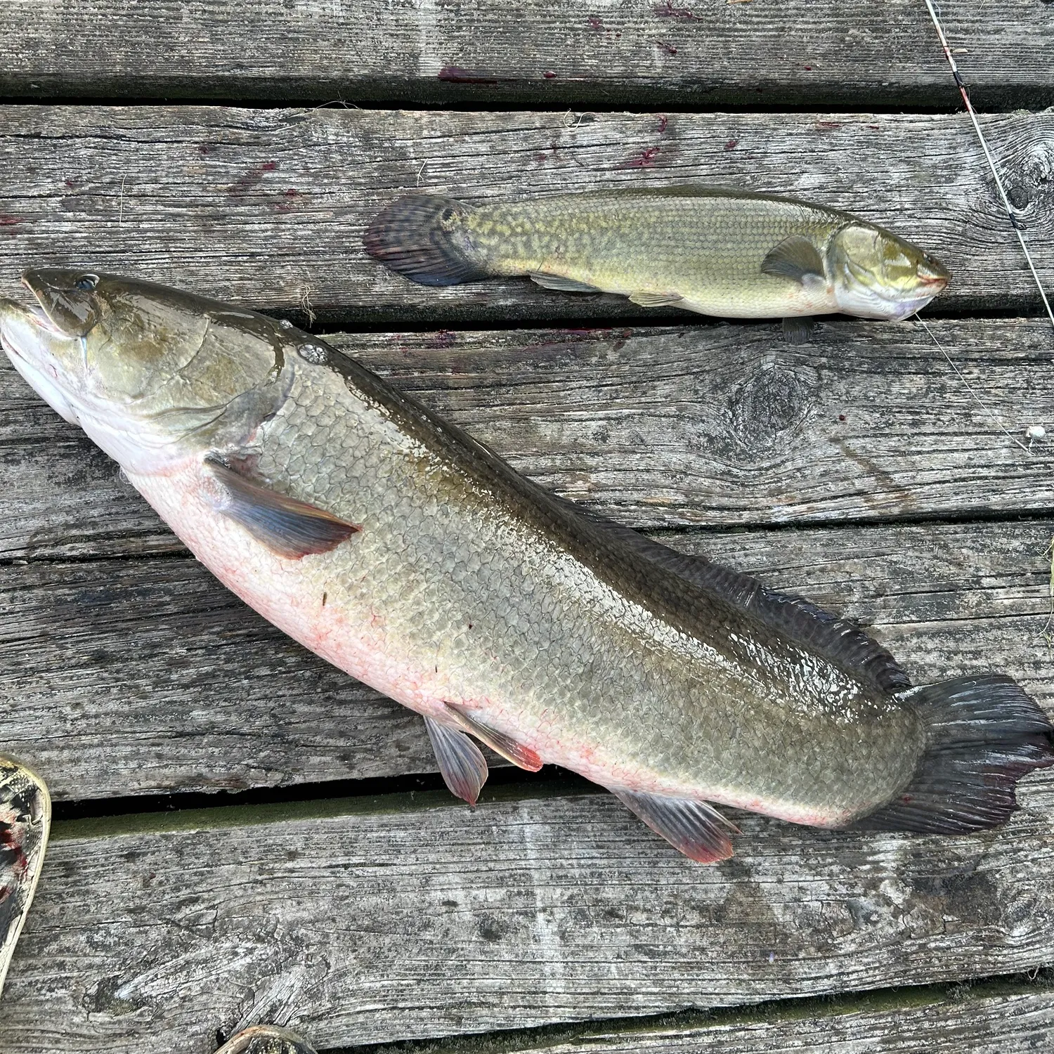 recently logged catches