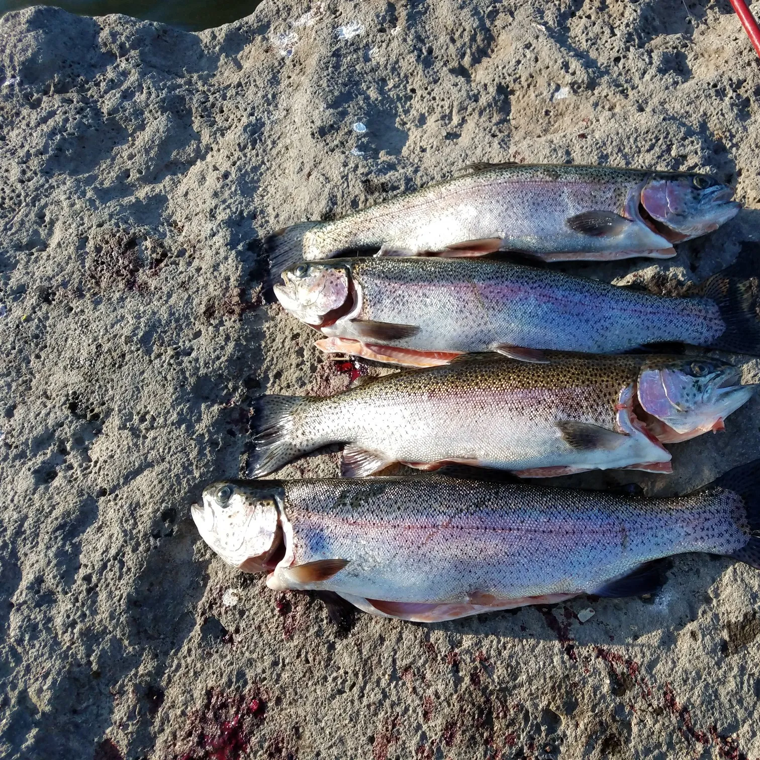 recently logged catches