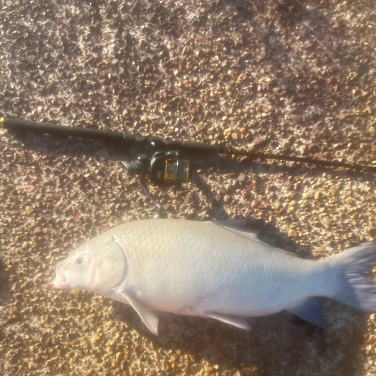 The most popular recent Black buffalo catch on Fishbrain