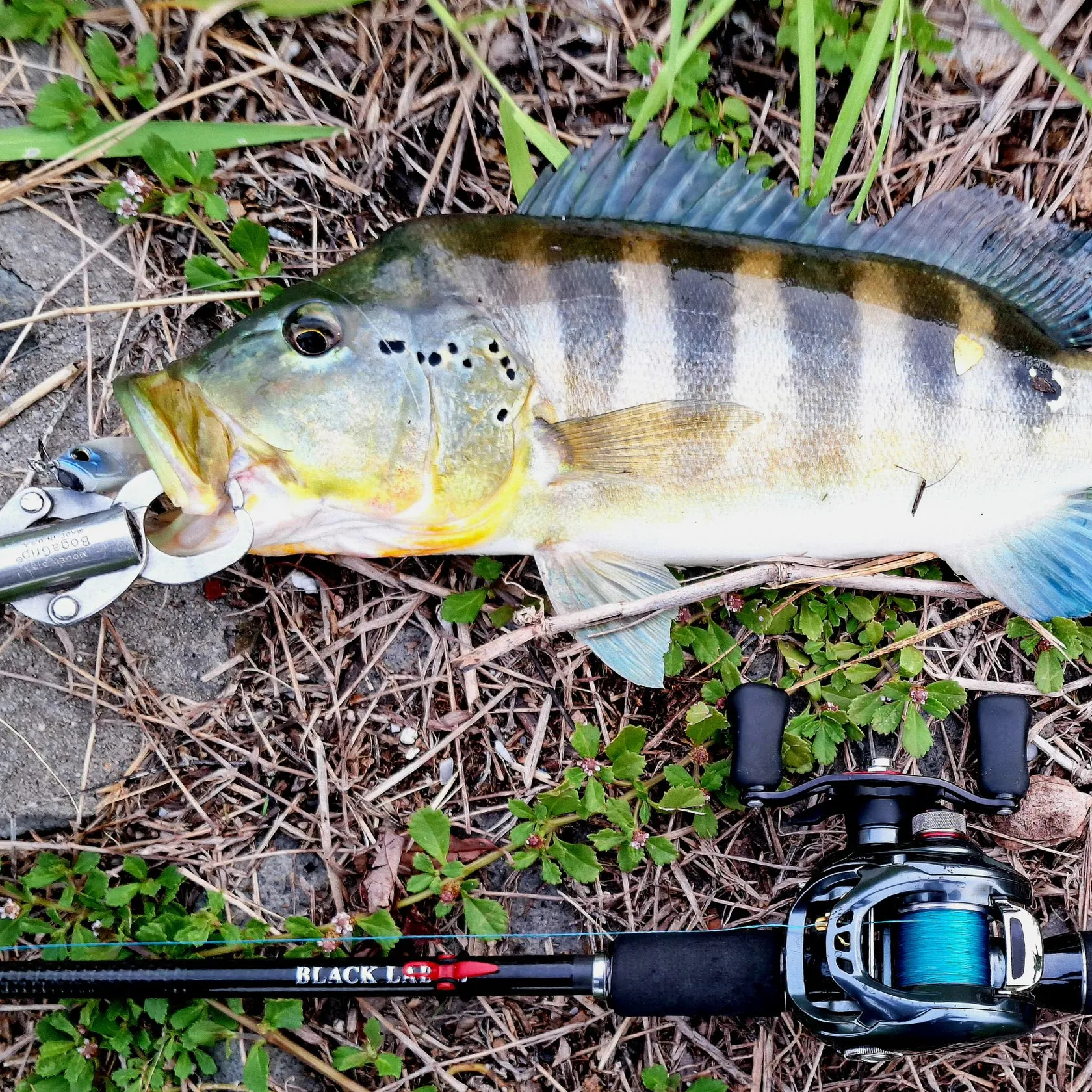 The most popular recent Blue peacock bass catch on Fishbrain