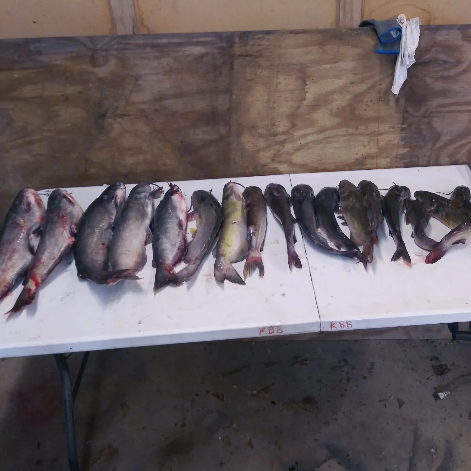 recently logged catches