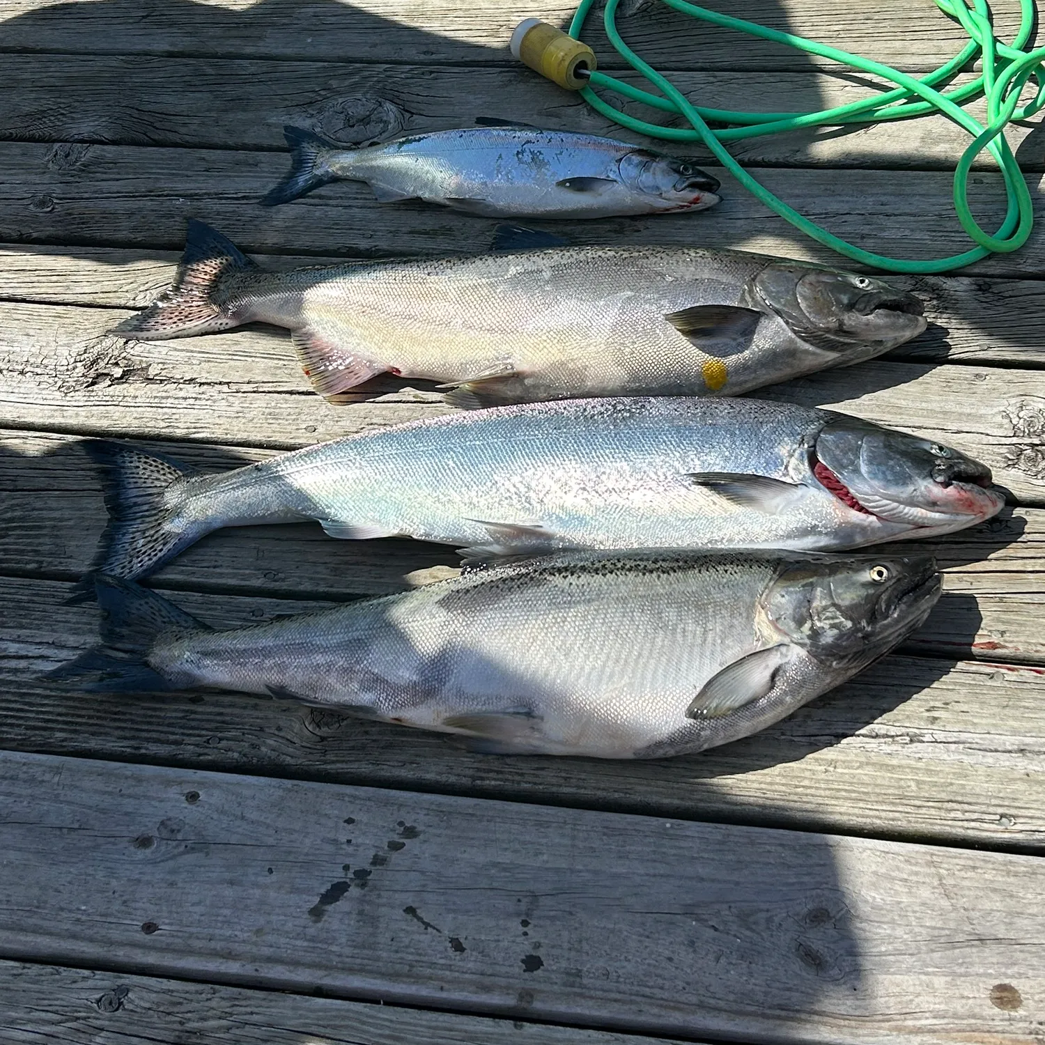 recently logged catches