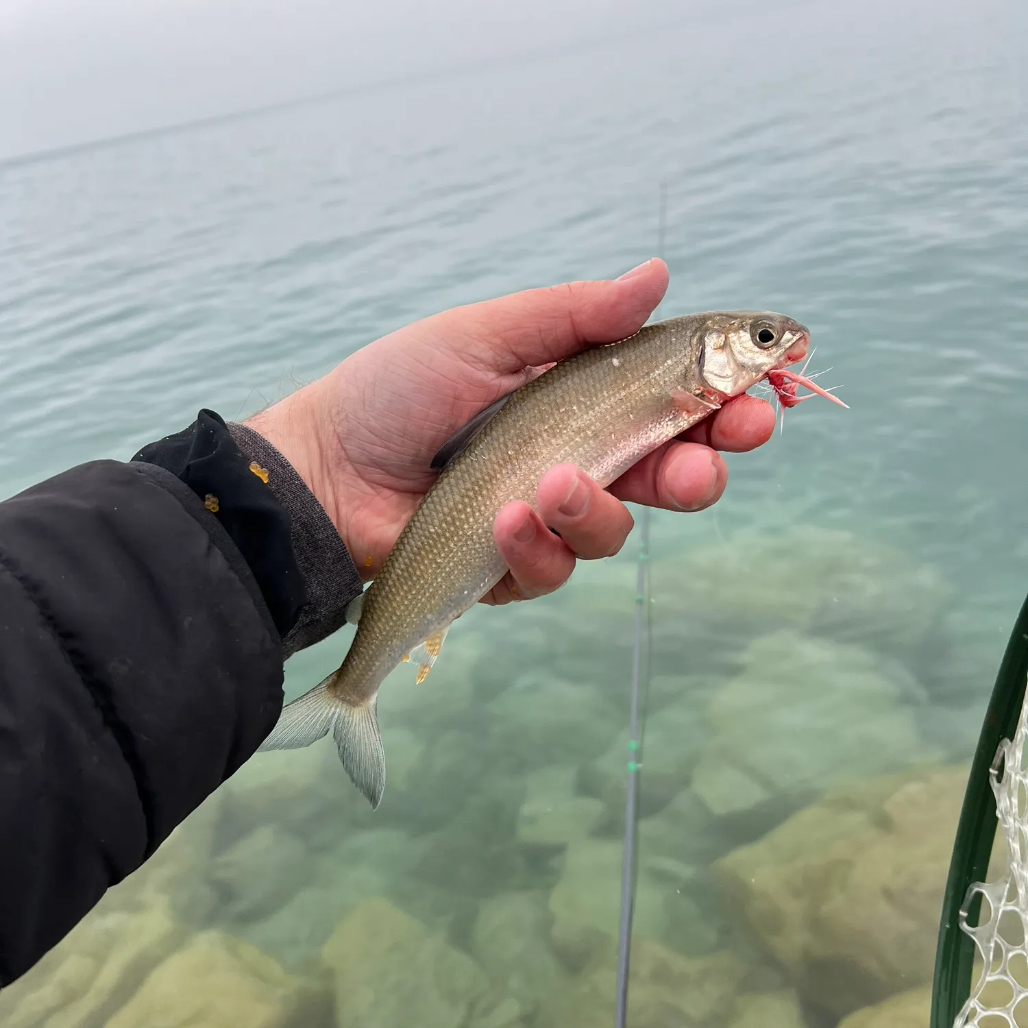 The most popular recent Bear Lake whitefish catch on Fishbrain