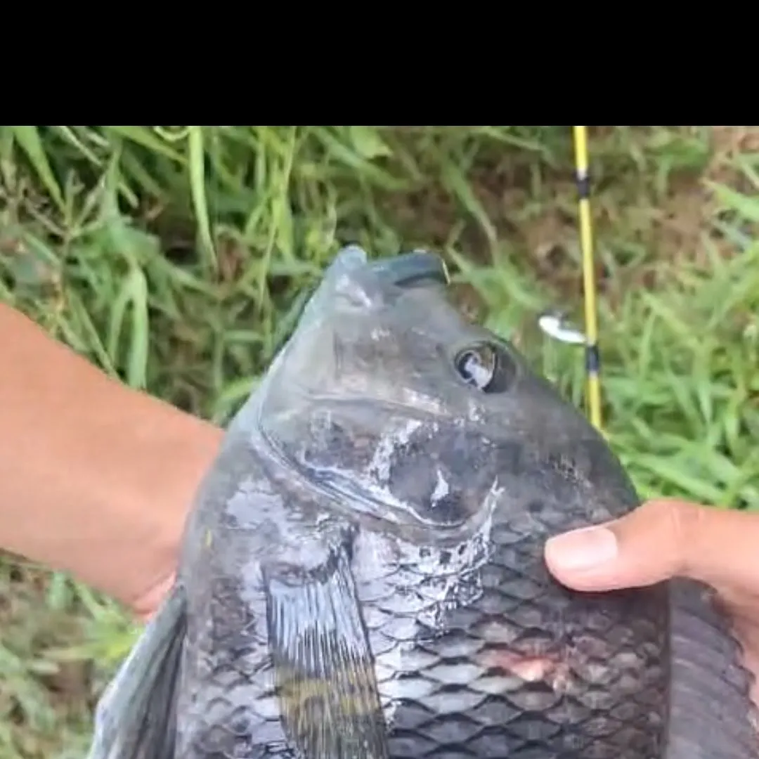 The most popular recent Zebra tilapia catch on Fishbrain