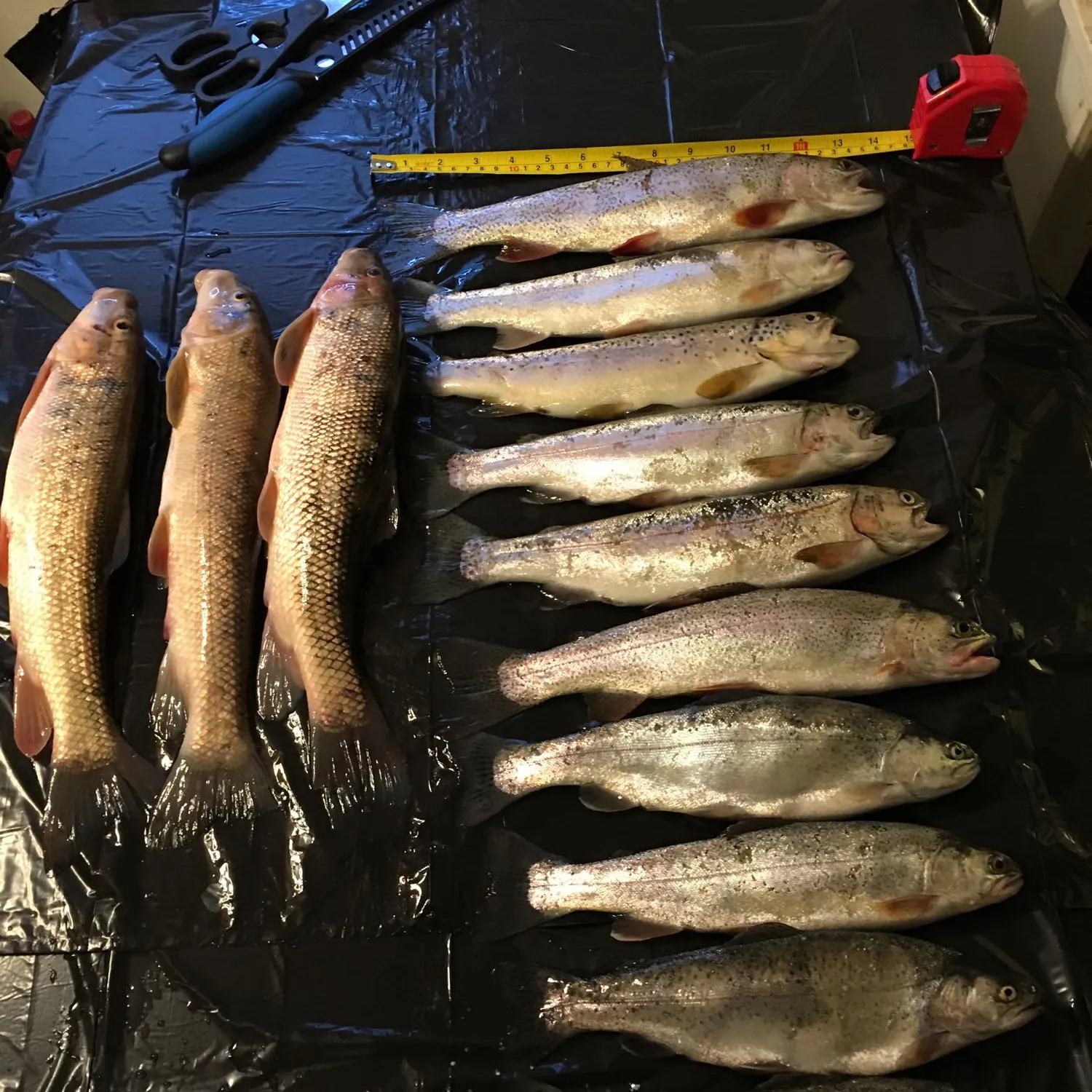 recently logged catches